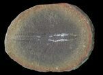 Didontogaster Fossil Worm (Pos/Neg) - Mazon Creek #70600-2